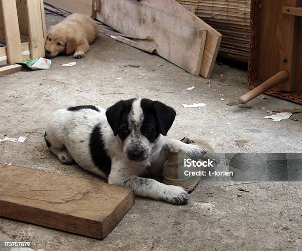 Photo libre de droit de Mes Chaussure banque d'images et plus d'images libres de droit de Amitié - Amitié, Animaux de compagnie, Béton