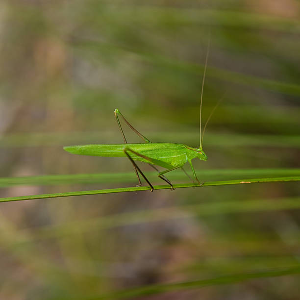 Grasshopper on leaf stock photo