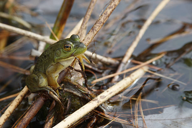 istock Green Frog in Natural  Environment 173757927