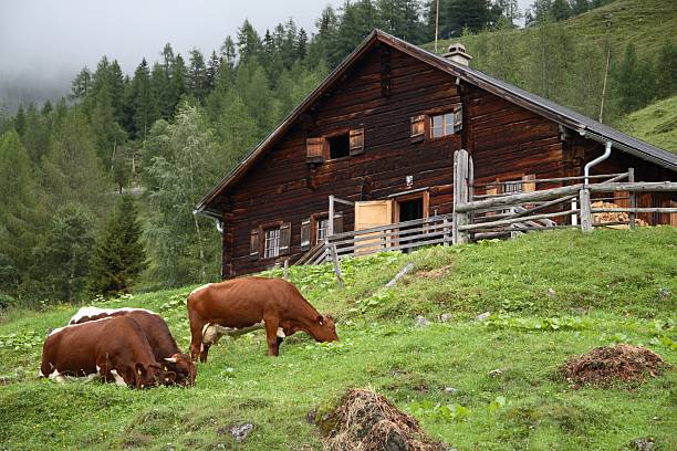 istock Alpine chalet and grazing cattle 173757950