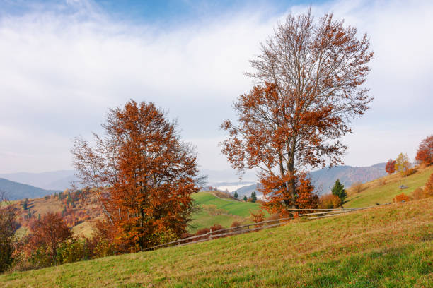 istock trees in orange foliage on the hill 1737580167
