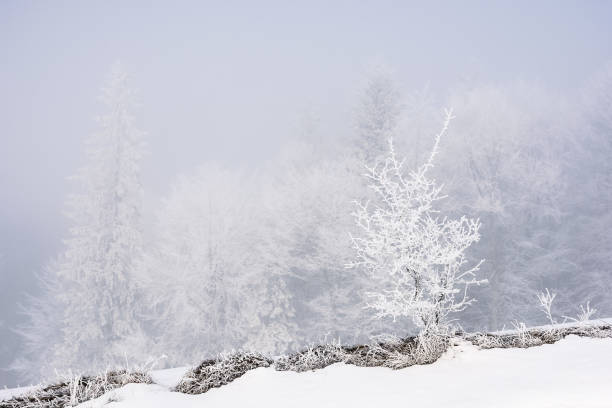 istock trees on a hill in hoarfrost 1737580170