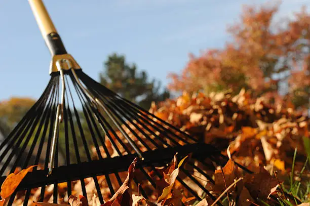 "Fallen leaves, with a wire rake, a pile of leaves and colorful trees in the background."