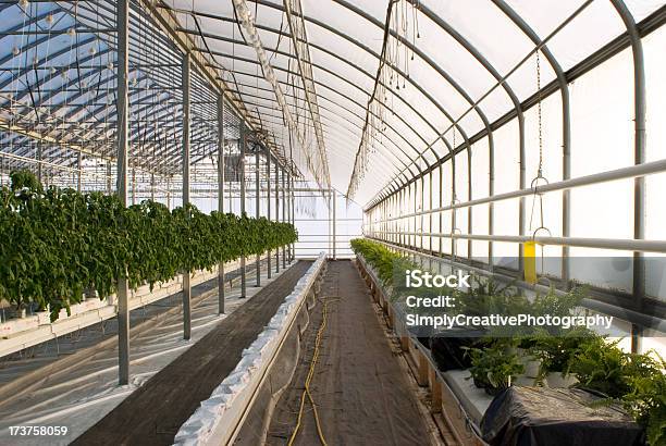 Estufa - Fotografias de stock e mais imagens de Agricultura - Agricultura, Ambiente vegetal, Botânica - Ciência de plantas