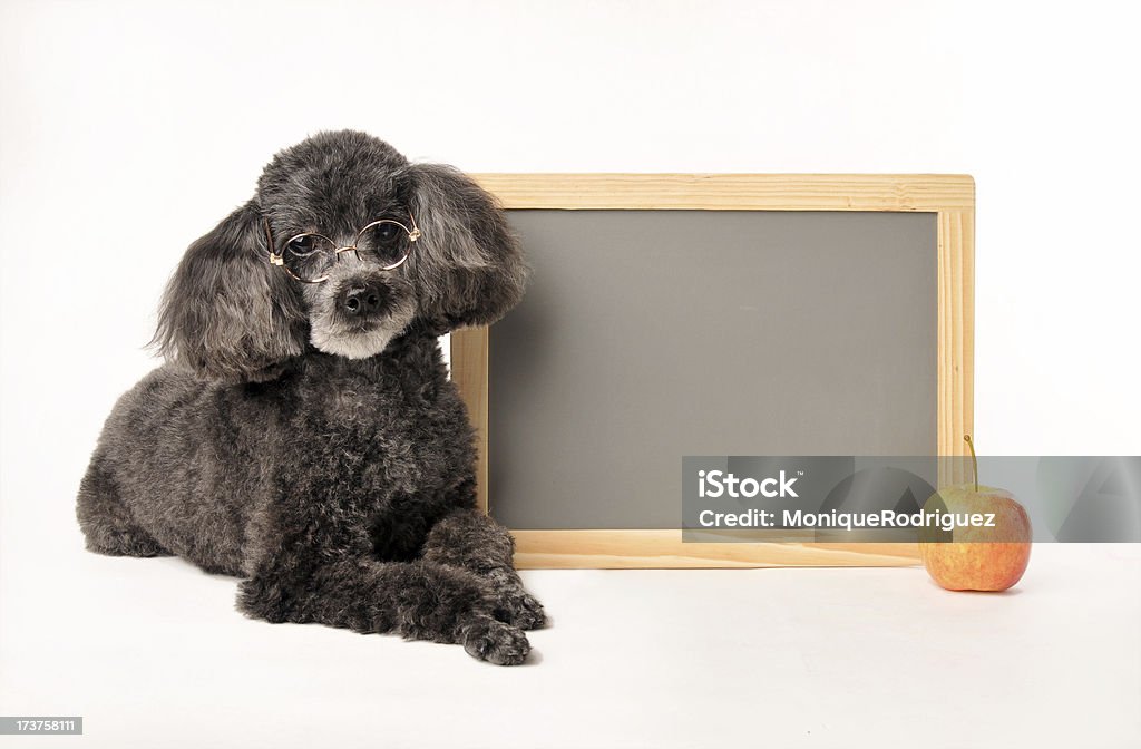 Canide classe tempo - Foto stock royalty-free di Cane