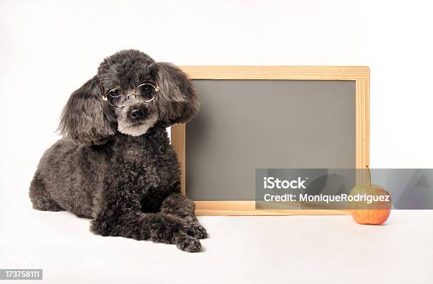 Canide Classe Tempo - Fotografie stock e altre immagini di Cane - Cane, Edificio scolastico, Educazione