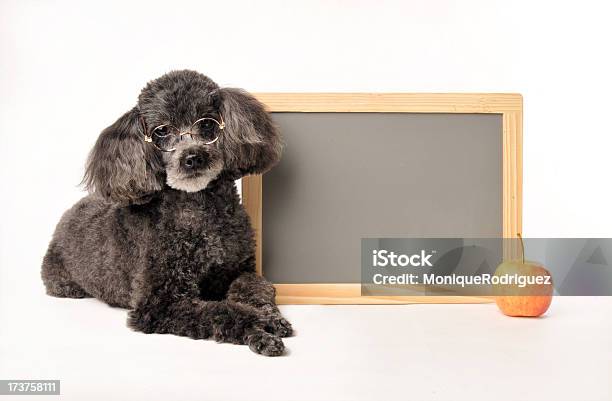 개과 정상급이다 시간 개에 대한 스톡 사진 및 기타 이미지 - 개, 교육, 학교 건물