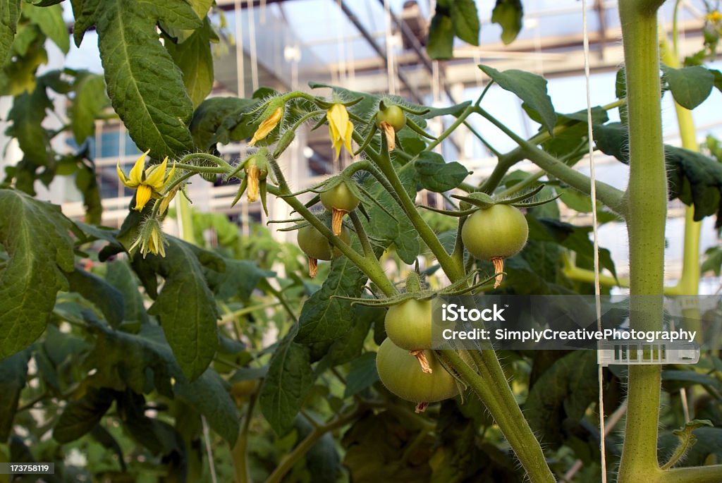 Tomate hydroponique de fleurs - Photo de Agriculture libre de droits