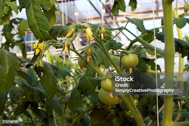 Photo libre de droit de Tomate Hydroponique De Fleurs banque d'images et plus d'images libres de droit de Agriculture - Agriculture, Aliment, Arbre en fleurs