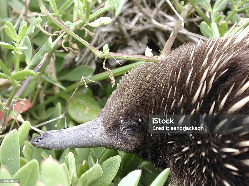 Echidna Close up Close up shot of the spiny anteater. Animal Stock Photo