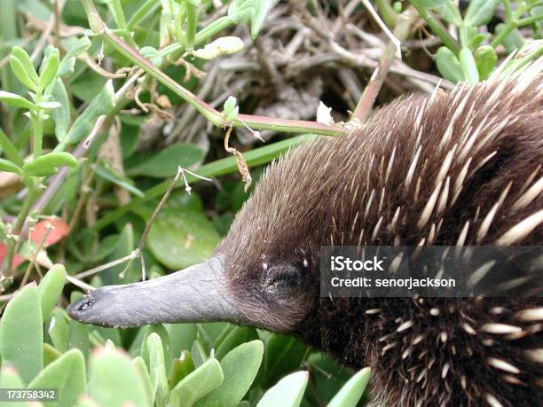 Echidna Close Up Stock Photo - Download Image Now - Animal, Ant, Anteater