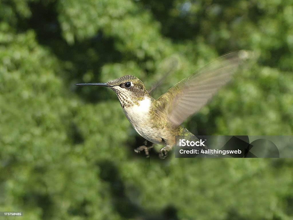 Hummingbird in Flight Hummingbird in flight with trees in the background.Here are my other Hummingbird pictures. Click on the link below the images. Animal Stock Photo