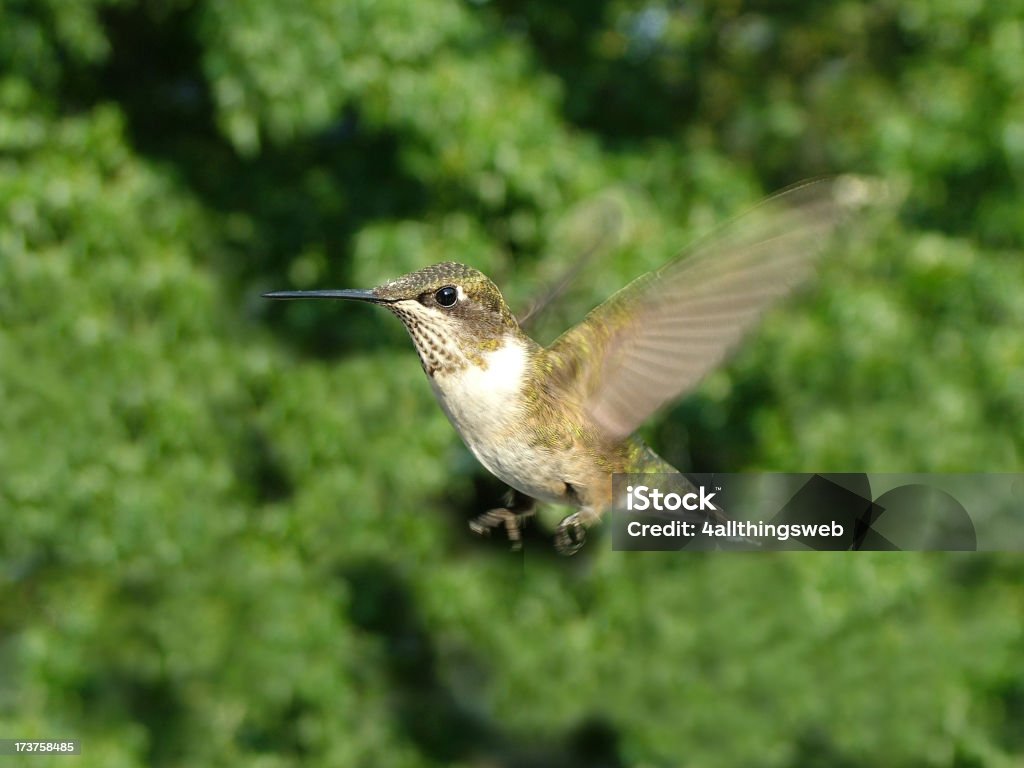 Hummingbird em voo - Foto de stock de Animal royalty-free