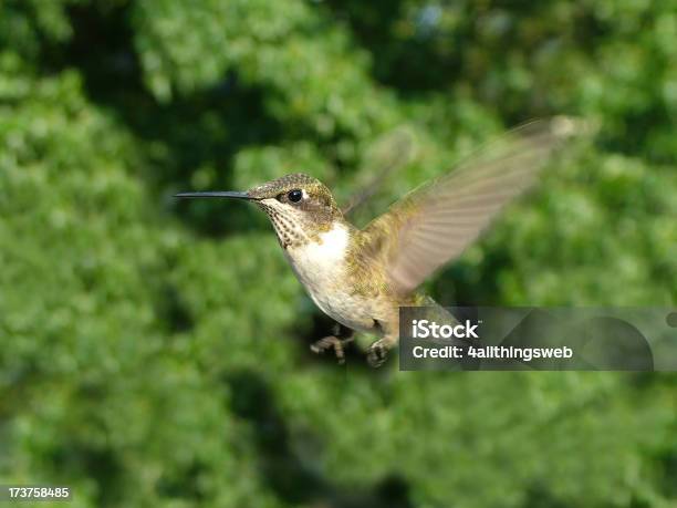 Foto de Hummingbird Em Voo e mais fotos de stock de Animal - Animal, Beija-flor, Chattanooga