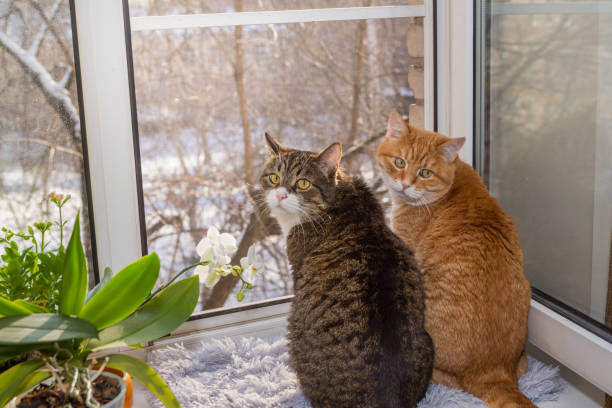 Two cats are sitting on the windowsill and looking at the winter yard.