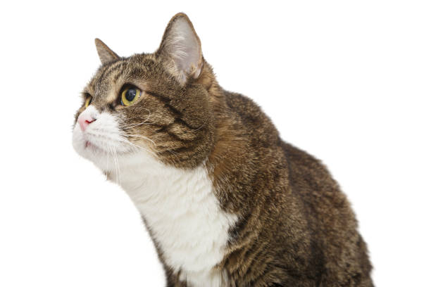 istock Portrait of a large gray cat 1737585136
