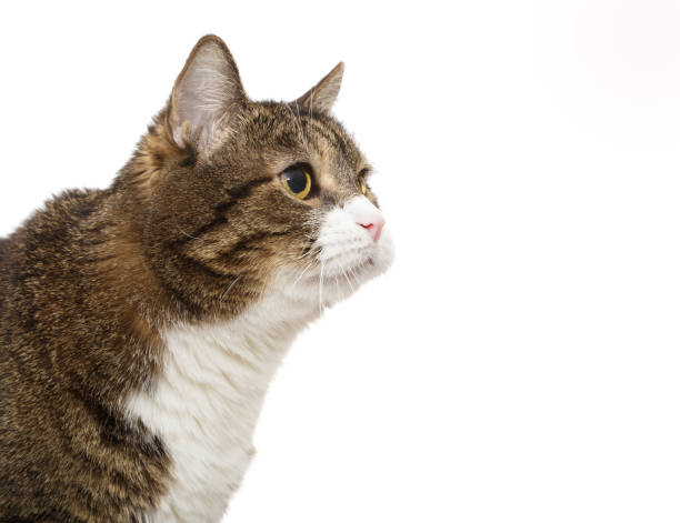 istock Portrait of a large gray cat 1737585139