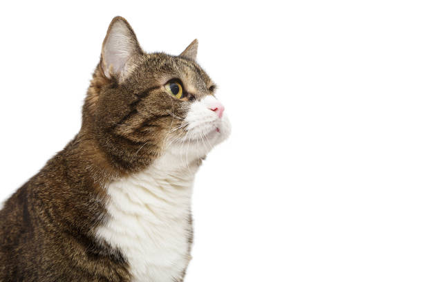 istock Portrait of a large gray cat 1737585140