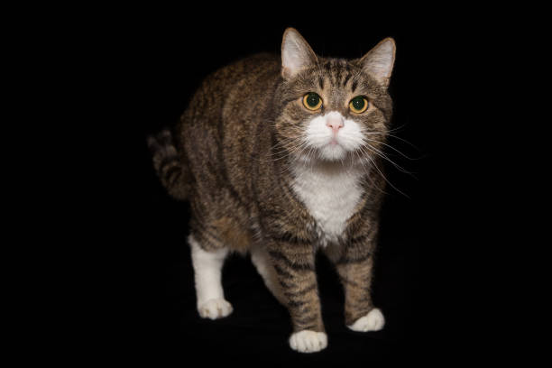 istock Large gray and striped cat 1737585142