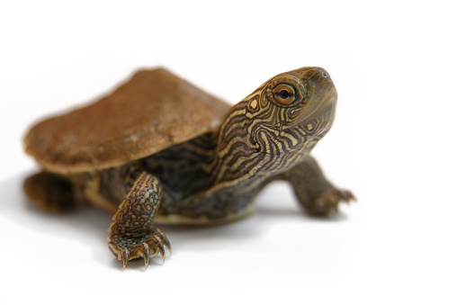 Macro image of a tiny baby painted turtle. He seems to be making eye contact with the camera. He is sticking his neck out and on the move. Studio image shot on a white background. 