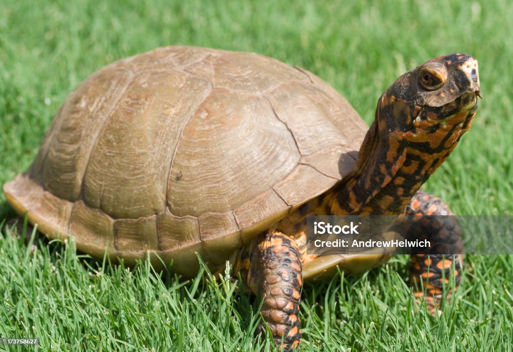 Tortuga caja - Foto de stock de Hierba - Pasto libre de derechos