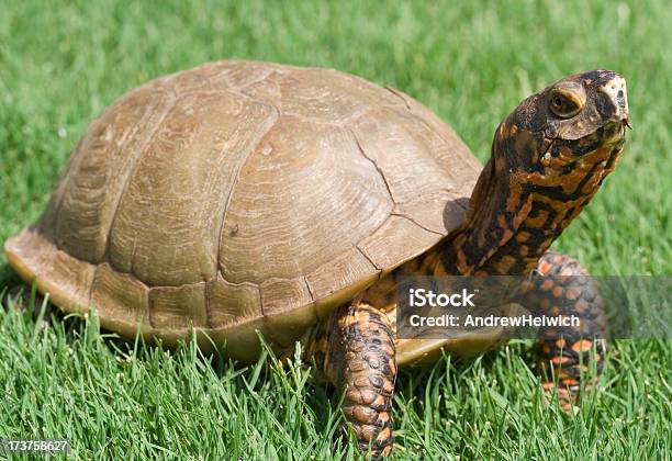 Tortuga Caja Foto de stock y más banco de imágenes de Hierba - Pasto - Hierba - Pasto, Tortuga caja, Aire libre