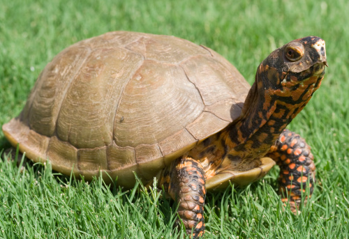 This is a picture of a box turtle on a lawn.