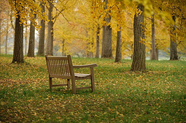 美しい秋のベンチでディスグローヴ - virginia ginkgo tree tree autumn ストックフォトと画像