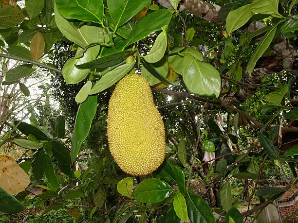 Jackfruit or Nangka, Lombok, Indonesia, March 2011 largest tree borne fruit in the world