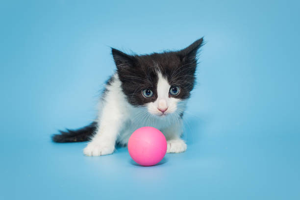 istock Black and white kitten with a pink ball 1737587857