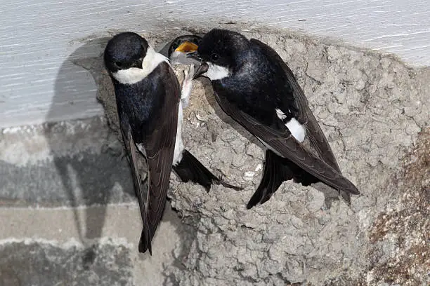 House martin, Delichon urbica, two adults on nest, Wales, June 2011