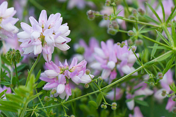 istock Beatiful liloac wild flowers 173758892