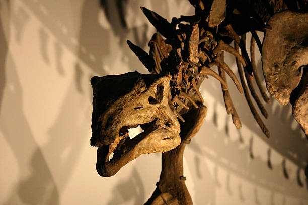 scheletro di dinosauro - heads up display foto e immagini stock