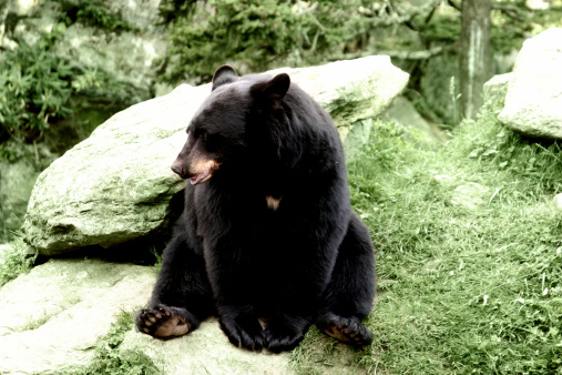 look! it\\'s a black bear!More Bears: