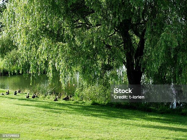 Kindheit Stockfoto und mehr Bilder von Baum - Baum, Dänemark, Ente - Wasservogel