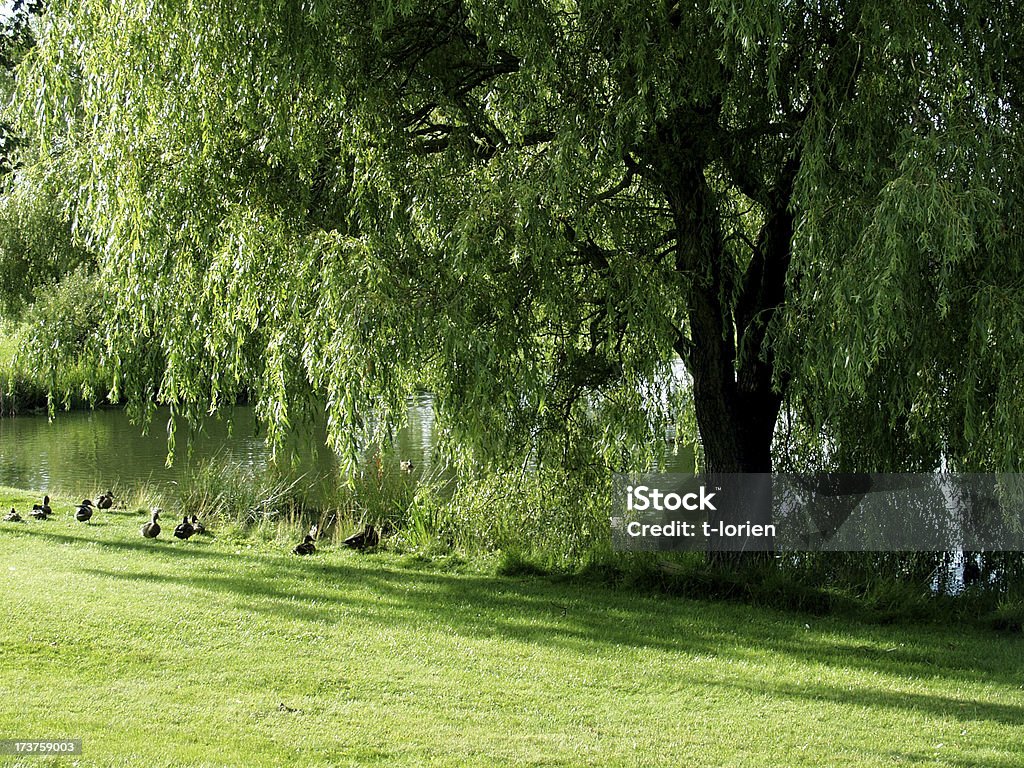 Infância - Royalty-free Ajardinado Foto de stock