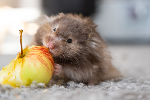 Funny fluffy Syrian hamster with an appetite eats apple, stuffs his cheeks. Food for a pet rodent, vitamins. Close-up