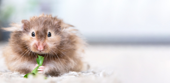 cute hamster
