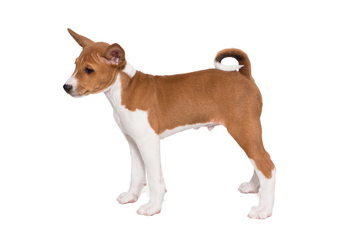 Small basenji breed puppy side view, isolated on a white background