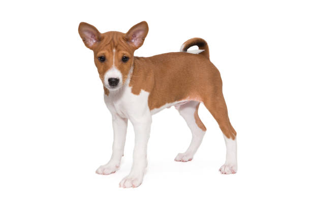 istock Small basenji breed puppy side view 1737592294