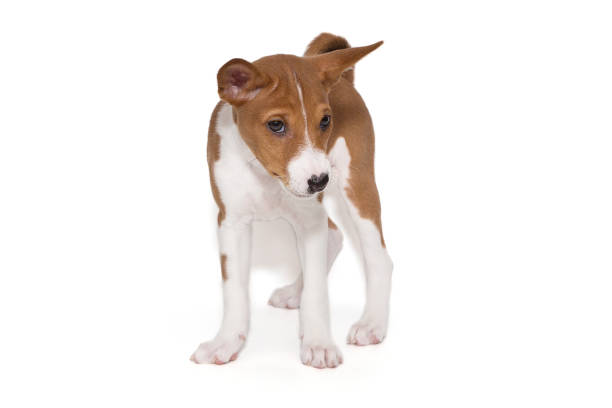 istock Funny basenji puppy 1737592322