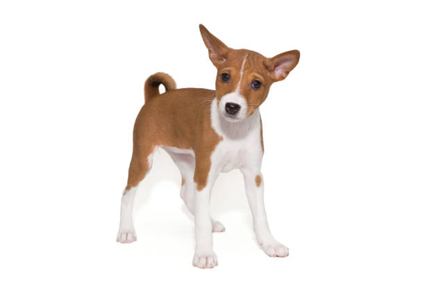 istock Funny basenji puppy 1737592432