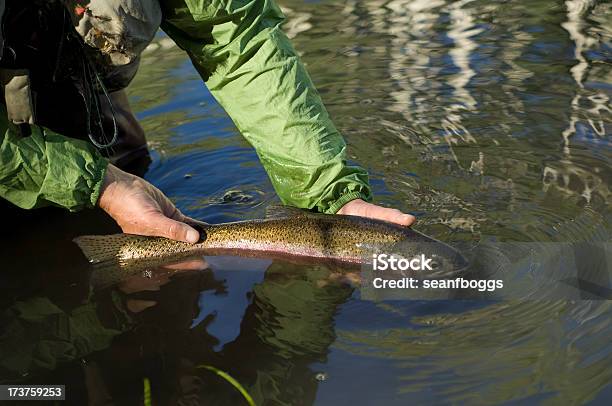 Realeasing Una Gran Trucha Arco Iris Foto de stock y más banco de imágenes de Adulto - Adulto, Captura de peces, Competición individual