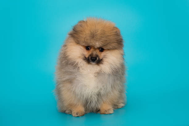istock Pomeranian puppy sits 1737592934