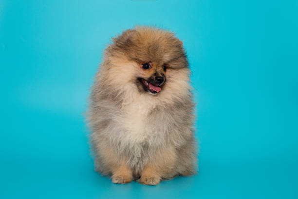 istock Pomeranian puppy sits 1737592996