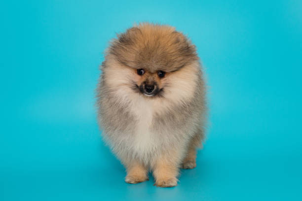 istock Pomeranian puppy stands 1737593245