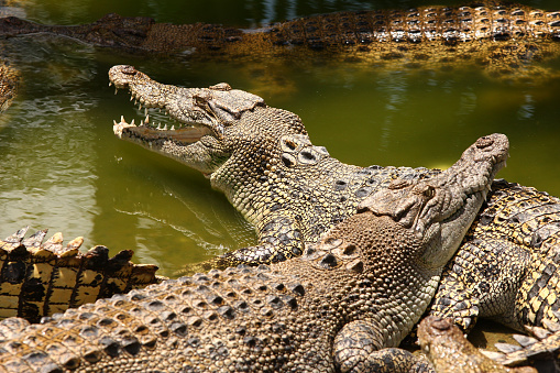 beautiful profile of a crocodile in high definition with a black background in HD