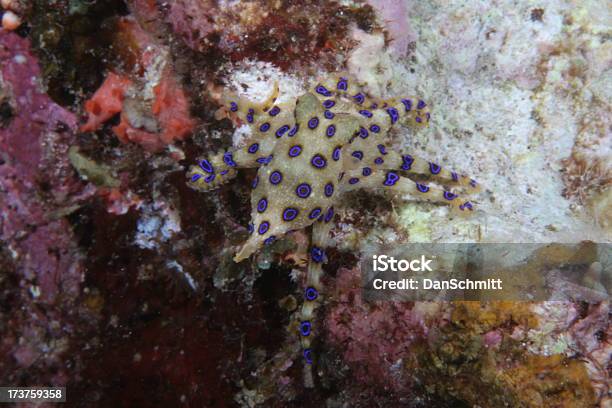 Blauer Ring Krake Rücken Entfernt Stockfoto und mehr Bilder von Blau - Blau, Fotografie, Giftstoff