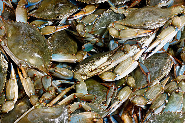 istock Chesapeake Bay Blue Crabs Living (XL) 173759372
