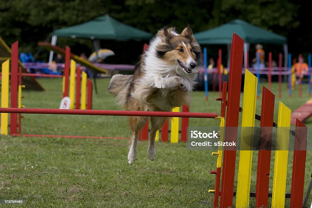 Rough Collie - Zbiór zdjęć royalty-free (Sztuczki zwierząt)